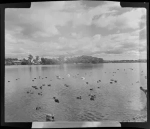 Lake Rotoroa, Hamilton