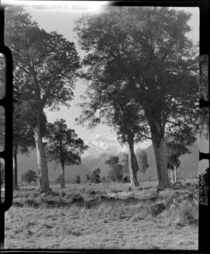 Trees and grass area near Fox Glacier, West Coast Region