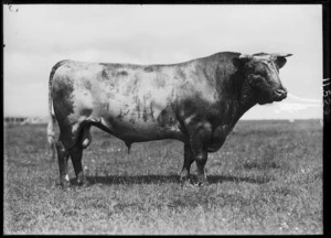 Champion shorthorn bull at Stratford