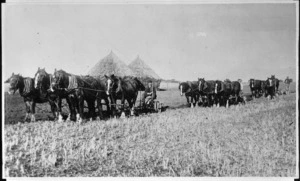 Ten horses plowing a paddock