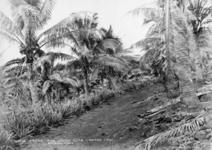 Burton Brothers (Dunedin), 1868-1898: Coconut palms, Mago, Fiji