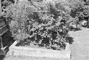 The Phillips family grave, plot 8.N, Sydney Street Cemetery.