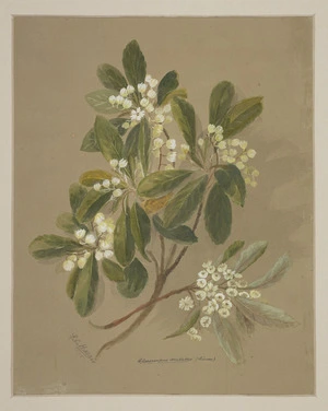 Harris, Emily Cumming, 1837?-1925 :Elaeocarpus dentatus (hinau). 1890