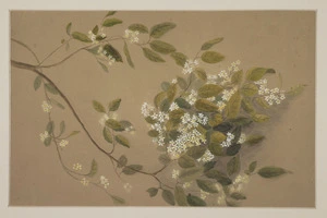 Harris, Emily Cumming, 1837?-1925 :[White birch flower, putaputaweta or carpodetus serratus. 1880s or 1890s]