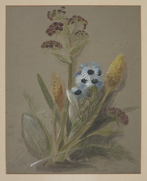 Harris, Emily Cumming, 1837?-1925 :Ligusticum antipodium. Anthericum rossii. White Island, Jan 4 1880.