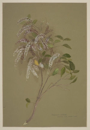 Harris, Emily Cumming, 1837?-1925 :Weinmania racemosa (tawhero- North [Island]; mawhai - South [Island]). [1880s or 1890s]