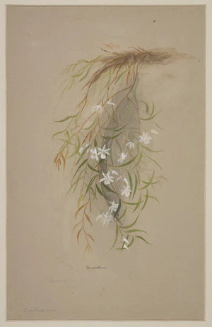 Harris, Emily Cumming, 1837?-1925 :Dendrobium orchid. [1880s or 1890s]