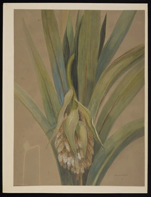 Harris, Emily Cumming, 1837?-1925 :Cordyline australis. [Between 1880 and 1900?]