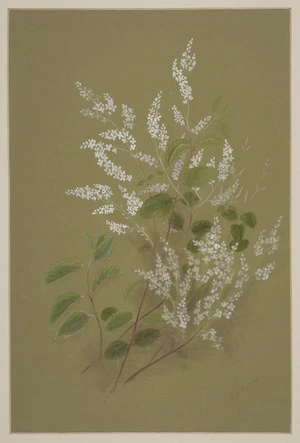 Harris, Emily Cumming, 1837?-1925 :[Jasmine (Aka kiore, or parsonsia heterophylla). 1880s or 1890s]
