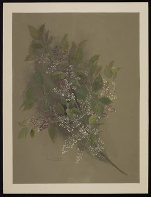 Harris, Emily Cumming, 1837?-1925 :Aristotelia racemosa (makomako). [1880s or 1890s]