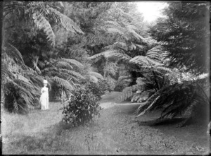 Ferns in a garden