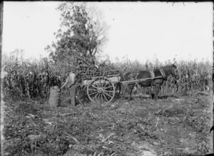 Man with horse and cart gathering maize