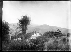 View of roof-tops, with cabbage tree in forground and hills in distance [Marlborough Sounds?]