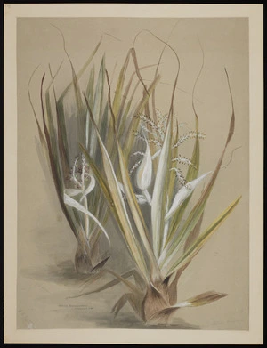 Harris, Emily Cumming, 1837?-1925 :Astelia cunninghamii. (Mokokino, N[orth] Isl[an]d. [1880?]