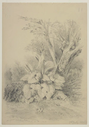 Harris, Emily Cumming, 1837?-1925 :2nd July, 1891. [Lily plant in a corner of a garden].