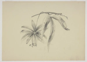 Harris, Emily Cumming, 1837?-1925 :[Passionflower and leaf on vine. 1890s].