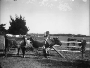 Woman and cows in a paddock