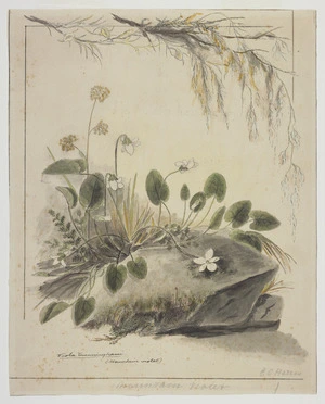 Harris, Emily Cumming, 1837?-1925 :Viola cunninghami (Mountain violet). [1890s?]