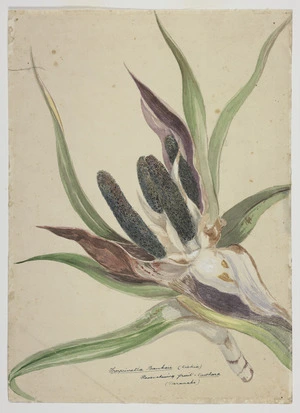 Harris, Emily Cumming 1837?-1925 :Freycinetia banksii (Kiekie). Flower showing fruit- Tawhara (Taranaki). [1880s or 1890s?]