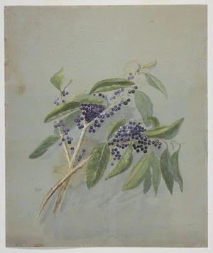 Harris, Emily Cumming, 1837?-1925 :[Melicytus ramiflorus, mahoe, or hinahina. 1890s?]