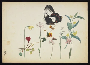 Backhouse, John Philemon 1845-1908 :[Wild flowers and butterfly. ca 1880]