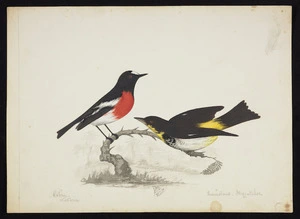 Backhouse, John Philemon 1845-1908 :Robin, Victoria & Queensland flycatcher. 27.7.[18]73