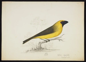 Backhouse, John Philemon 1845-1908 :Yellow grosbill, Queensland. 17 / 7 / [18]73