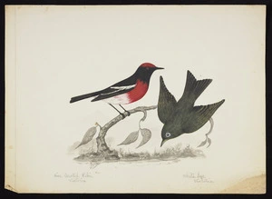 Backhouse, John Philemon 1845-1908 :Fire-crested robin, Victoria & White eye, Victoria. 25.7.[18]73