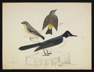 Backhouse, John Philemon 1843-1908 :Parladote, Victoria. Yellow-tail, Victoria. Restless Fly-catcher, Victoria. 11/2/ [18]73