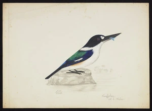 Backhouse, John Philemon 1845-1908 :Kingfisher, N S Wales. 18.7. [18]73