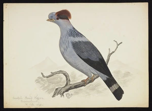 Backhouse, John Philemon 1845-1908 :Crested fruit pigeon, Queensland, 1/2 full size. 24.10 [18]73