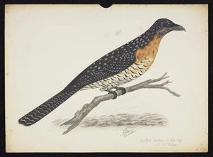 Backhouse, John Philemon 1845-1908 :Spotted cuckoo, 1/2 life size, N S Wales. 28/11/ [18]73