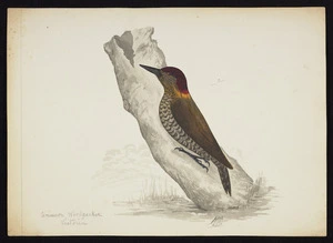 Backhouse, John Philemon 1845-1908 :Crimson woodpecker, Victoria. 16/7/ [18]73