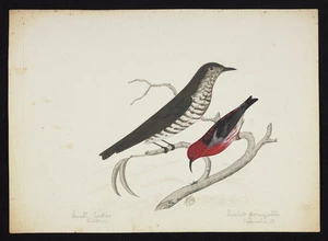 Backhouse, John Philemon 1843-1908 :Small cuckoo, Victoria. Scarlet Honeyeater, Queensland. 1/7/ [18]73