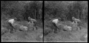 Two boys, sawing a log in the bush, Catlins, Otago