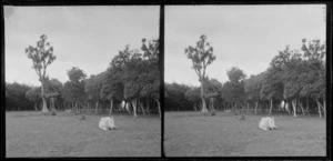 White horse, lying on the grass, Brunswick, Wanganui Region