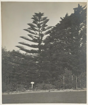 Gardens of Government House, Wellington, showing Norfolk Pine planted by Duke of Edinburgh
