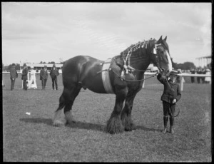 Draught horse, A and P showgrounds, Stratford