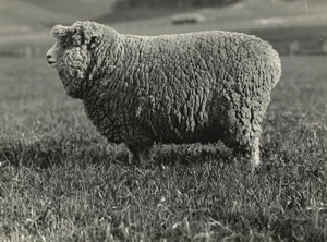 Creator unknown :Photograph of a Romney Marsh sheep