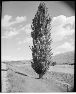 Scene with poplar tree, by the Waitaki River, Canterbury - Photograph taken by W Walker