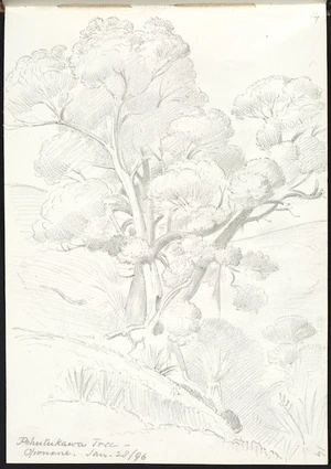 Walsh, Philip, 1843?-1914 :Pohutukawa tree. Oponone. Jan 28/[18]96.