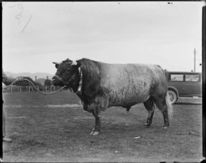 Beef shorthorn bull