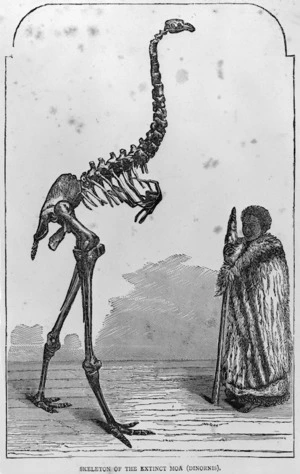 Artist unknown :Skeleton of the extinct moa (Dinornis). [1800s?]