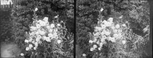 Flowers in garden [at photographer William and Lydia Myrtle Williams' house Carlyle Street, Napie