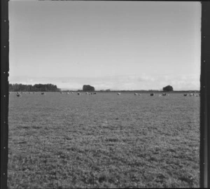 Paddock with sheep and lambs, Ashburton County