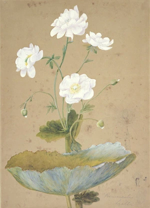 Hetley, Georgina Burne, 1832?-1898 :Ranunculus lyallii. [1880s?]