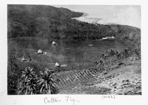 Unidentified cotton plantation, Fiji