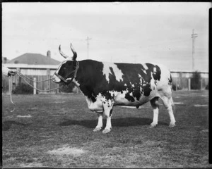 Ayrshire bull