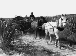 Horses pulling a trolley loaded with flax