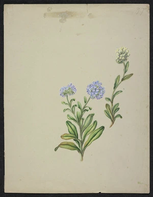 Featon, Sarah Ann 1847 or 1848-1927 :[Unnamed. 2 sprays. Blue forget-me-not type flower; cream bell-shaped flowers]. 97. [ca 1890]